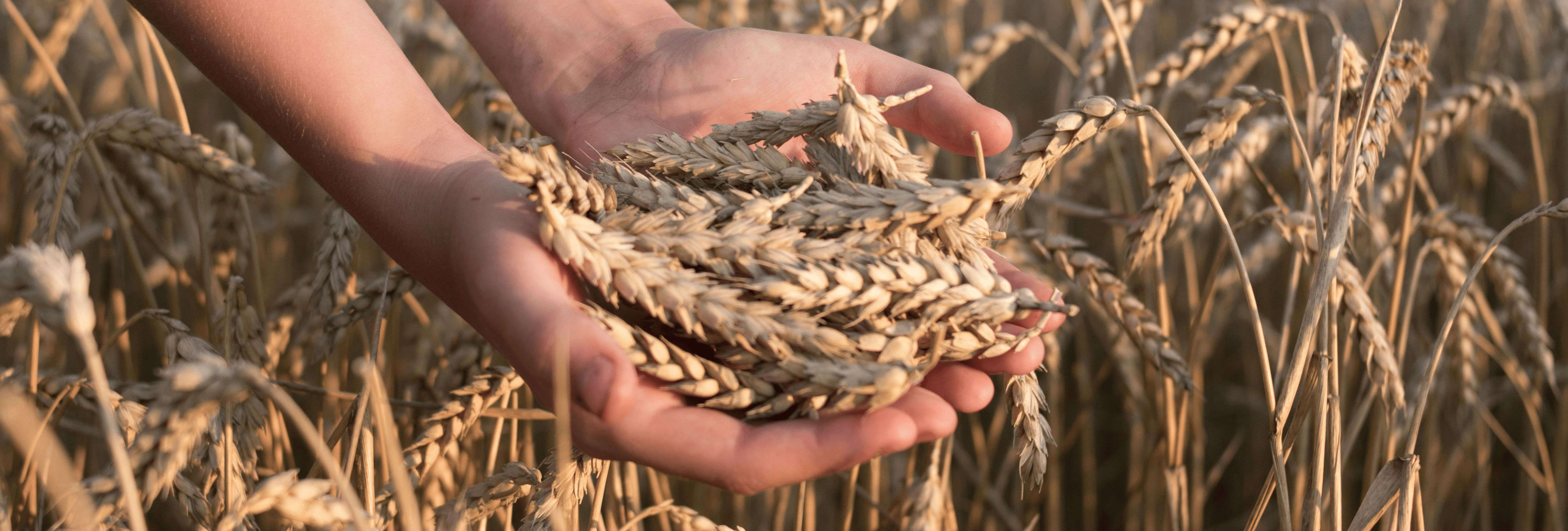 Hands full of grains of wheat